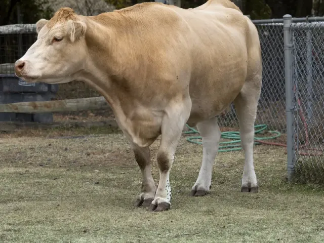 Élevage Nabonswendé