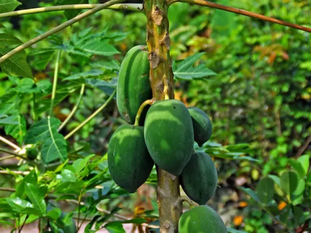 Papayes
