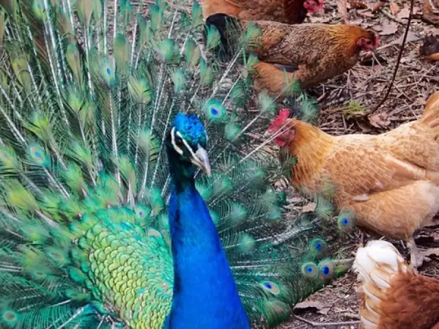 Poulet fermier