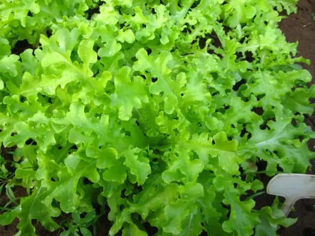 Salade