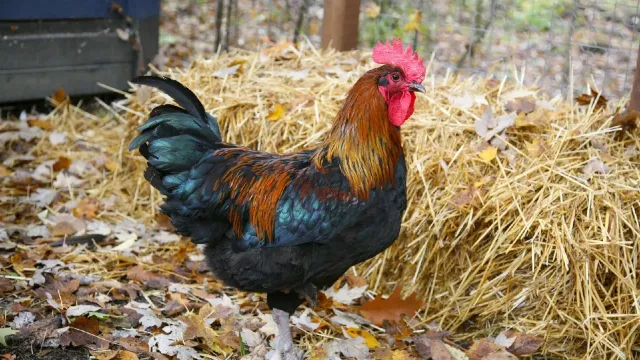 Poule locale