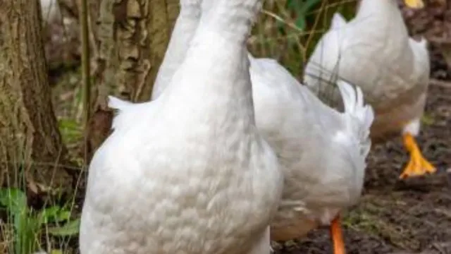 Canard de barbarie